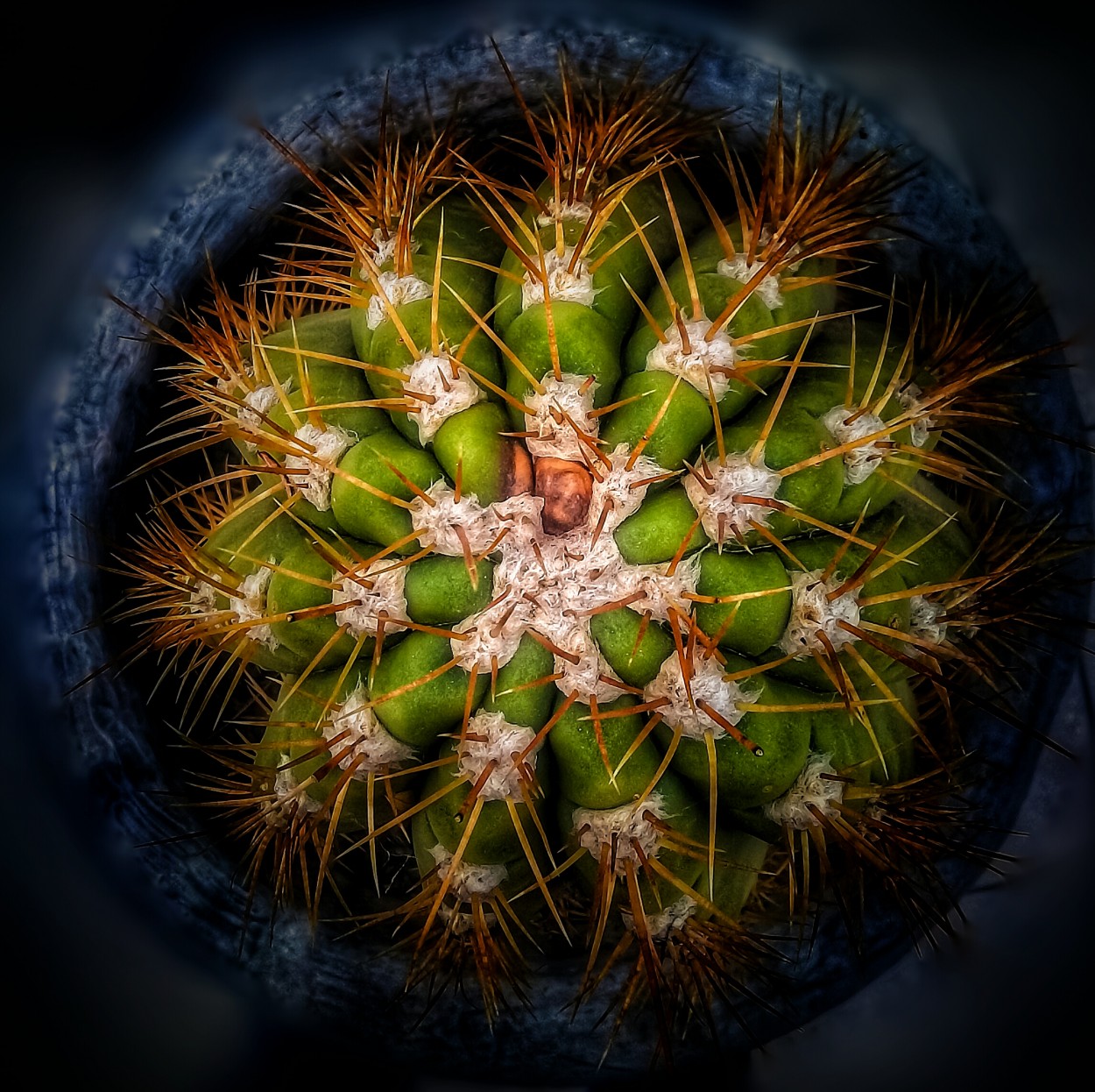 "Cactus" de Roberto Guillermo Hagemann