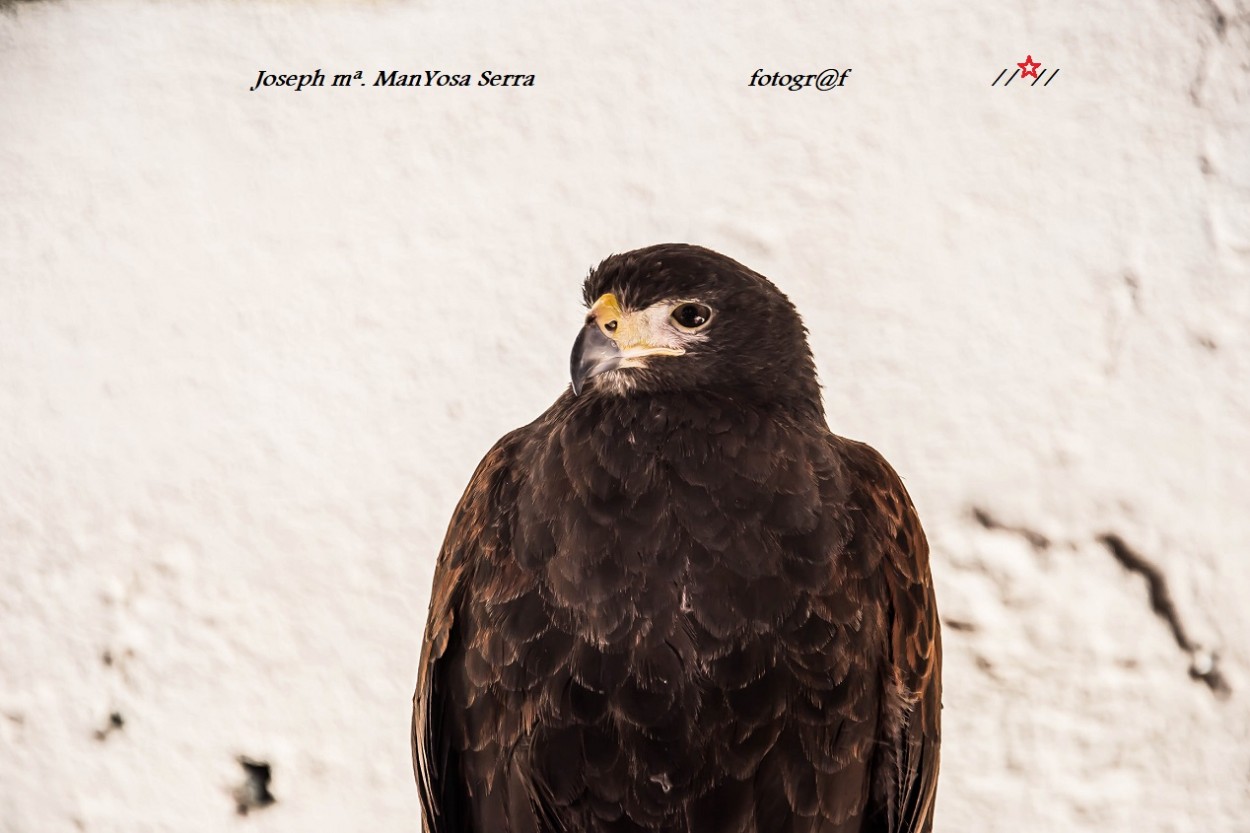 "Aguila o halcn" de Josep Maria Maosa Serra