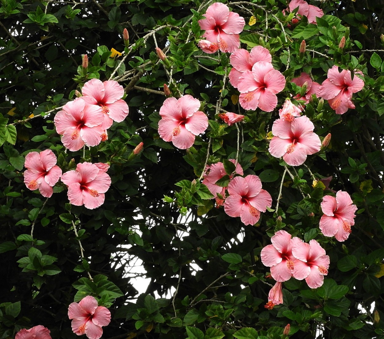 "Uma rica florada de Hibiscos!" de Decio Badari