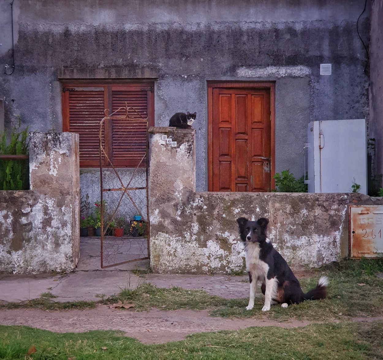 "El perro, el gato y la heladera" de Fernando Valdez Vazquez