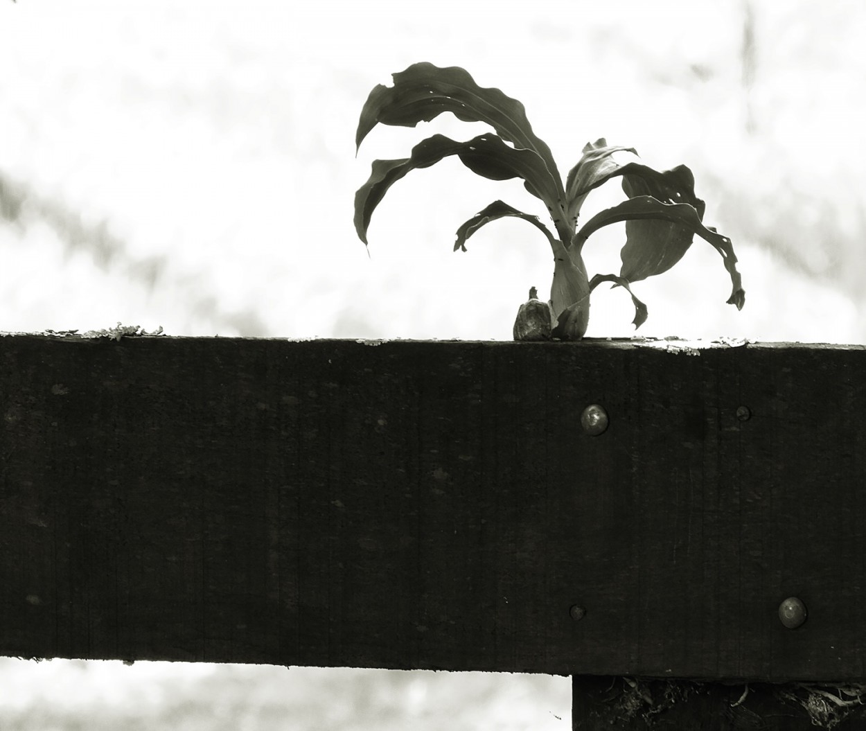 "Quem plantou em cima da cerca ? Foi o passarinho!" de Decio Badari