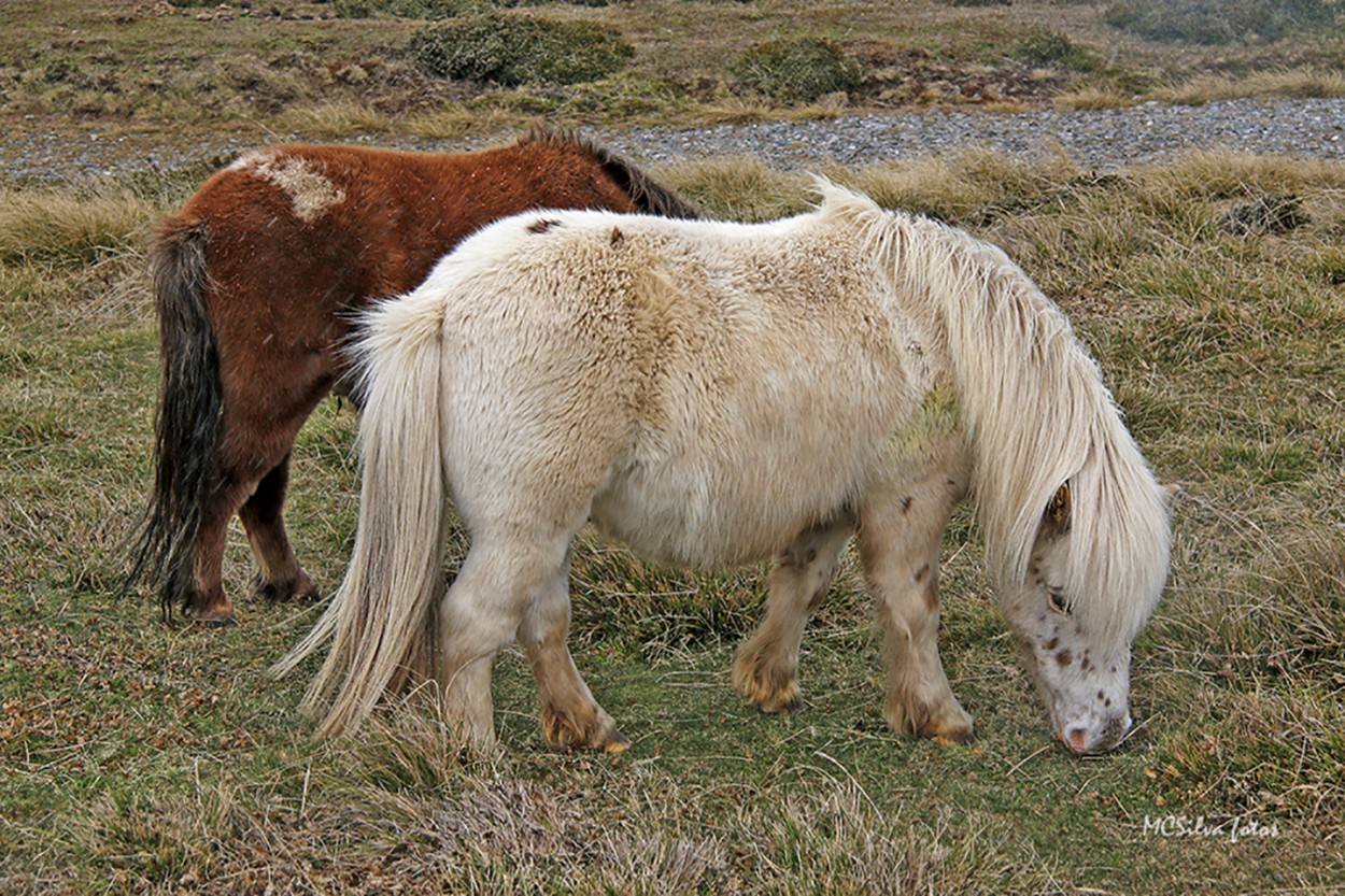 "Pony" de Maria Cristina Silva