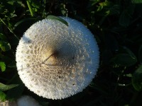Um cogumelo, foto tipo ` drone `