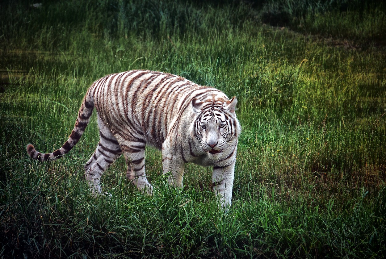 "Tigre albino..." de Juan Carlos Barilari