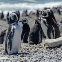 Pinguino de Magallanes-Punta ninfas-Chubut