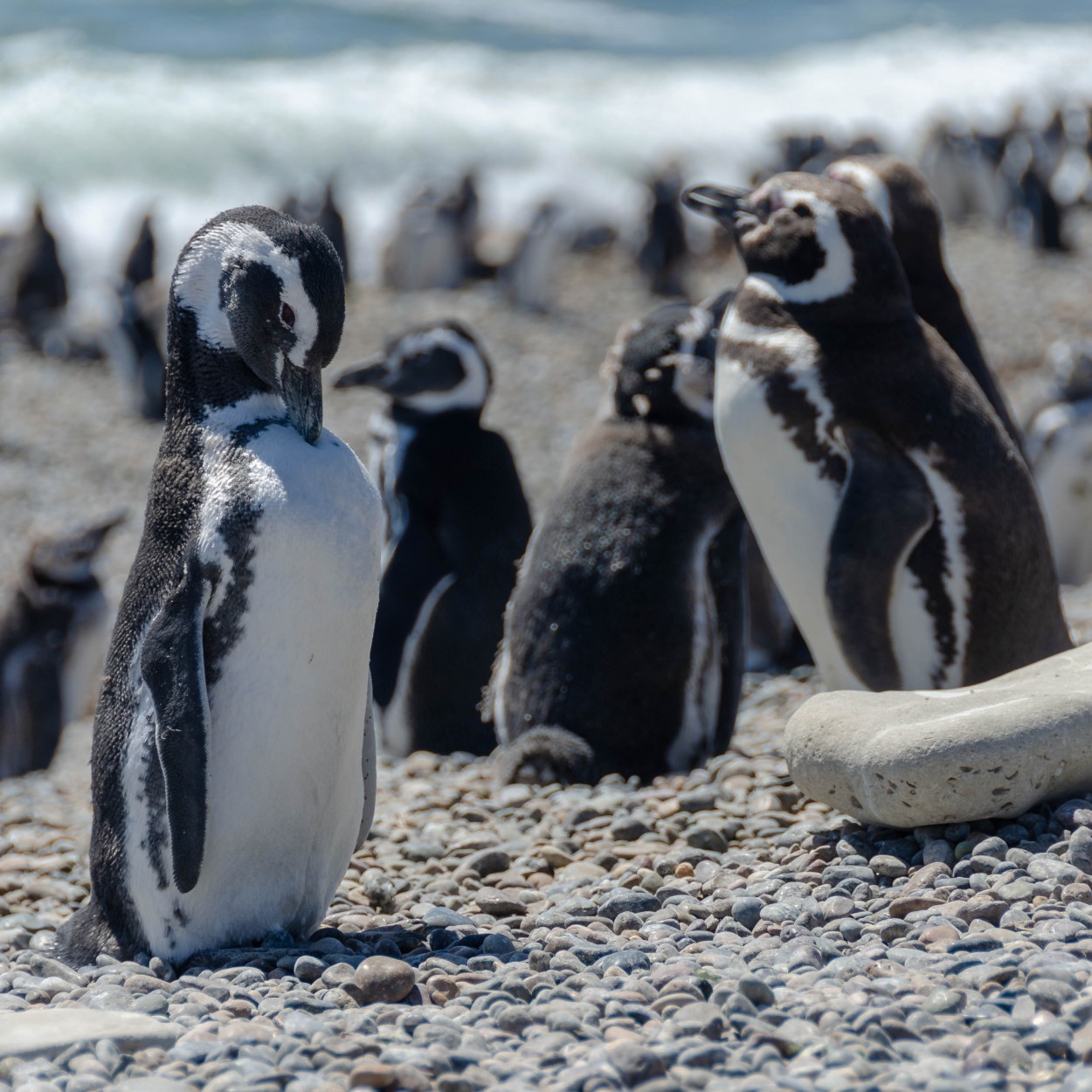 "Pinguino de Magallanes-Punta ninfas-Chubut" de Marcelo Melideo