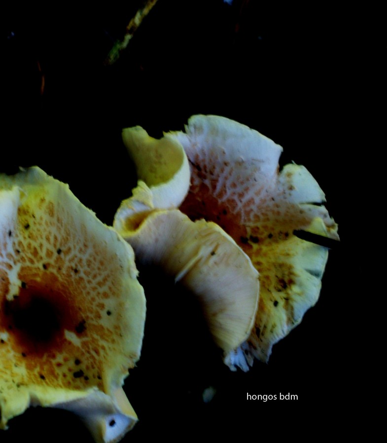 "hongos" de Beatriz Di Marzio