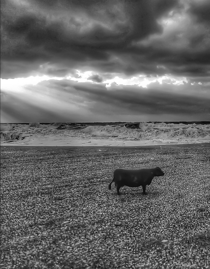 "Una vaca en la playa" de Roberto Guillermo Hagemann