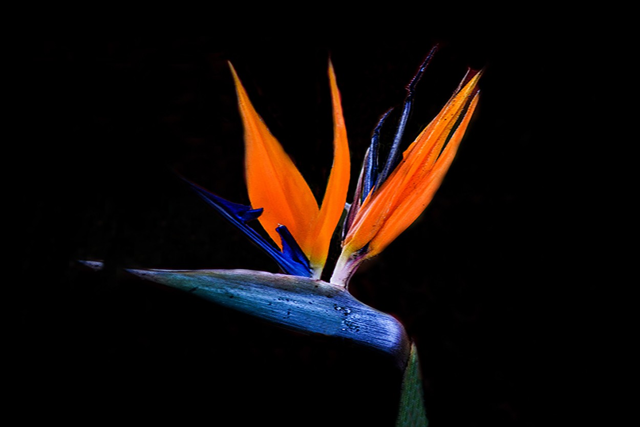 FotoRevista / Sencillamente Fotos / Flor pájaro de Eduardo Jorge Pompei