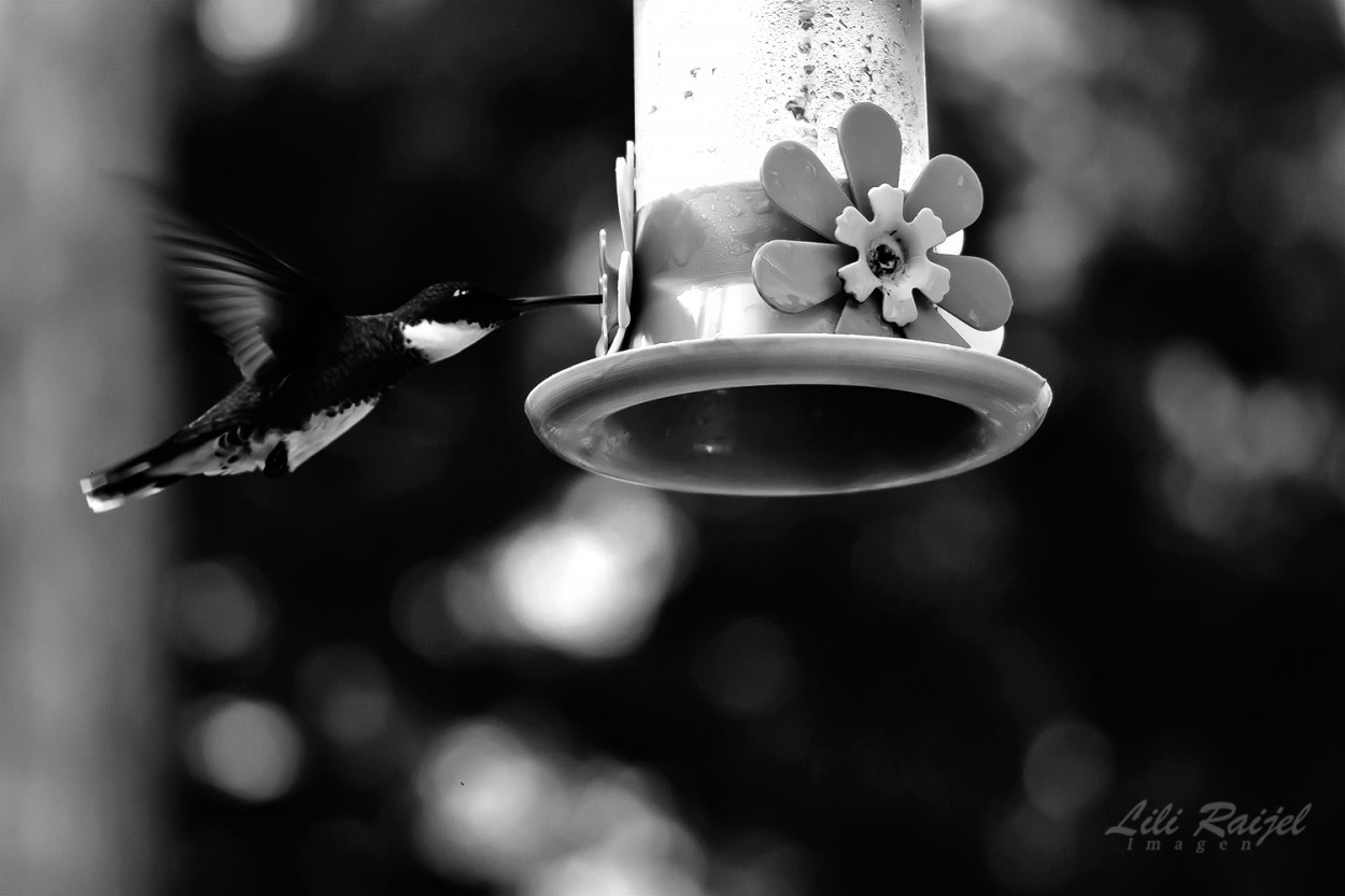 "El colibri" de Lili Raijel