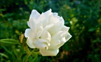 Cultivo una rosa blanca...