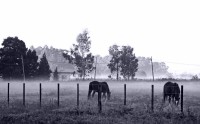 caballos en la fra niebla