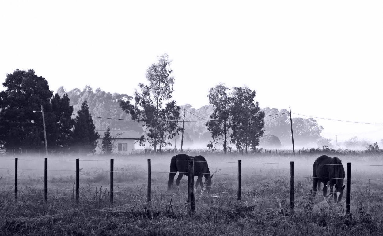 "caballos en la fra niebla" de Viviana Garca