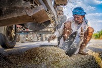 Cosecha de aceitunas en la India