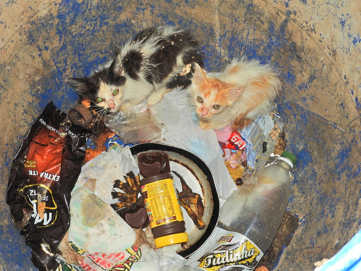 "Nascemos e moramos no cesto de lixo!" de Decio Badari