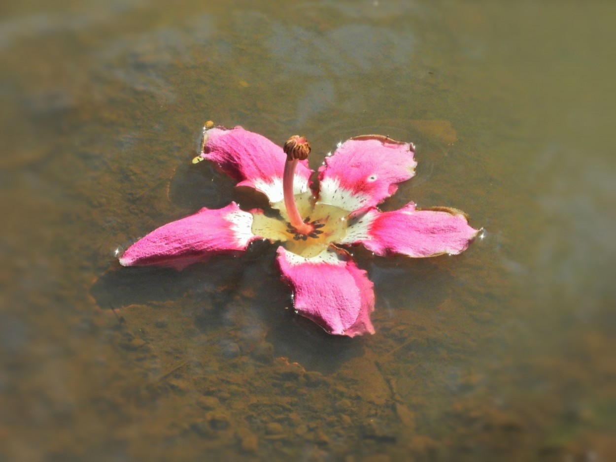 "A flor que acabou de cair, quase pisei nela!" de Decio Badari