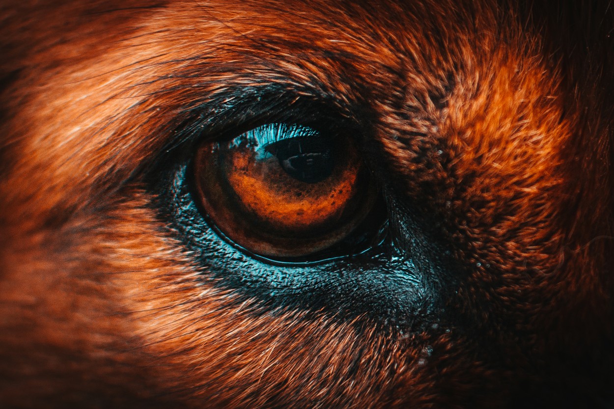 "El ojo canino" de Sergio Andrs Petrola