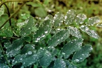 verde lluvia