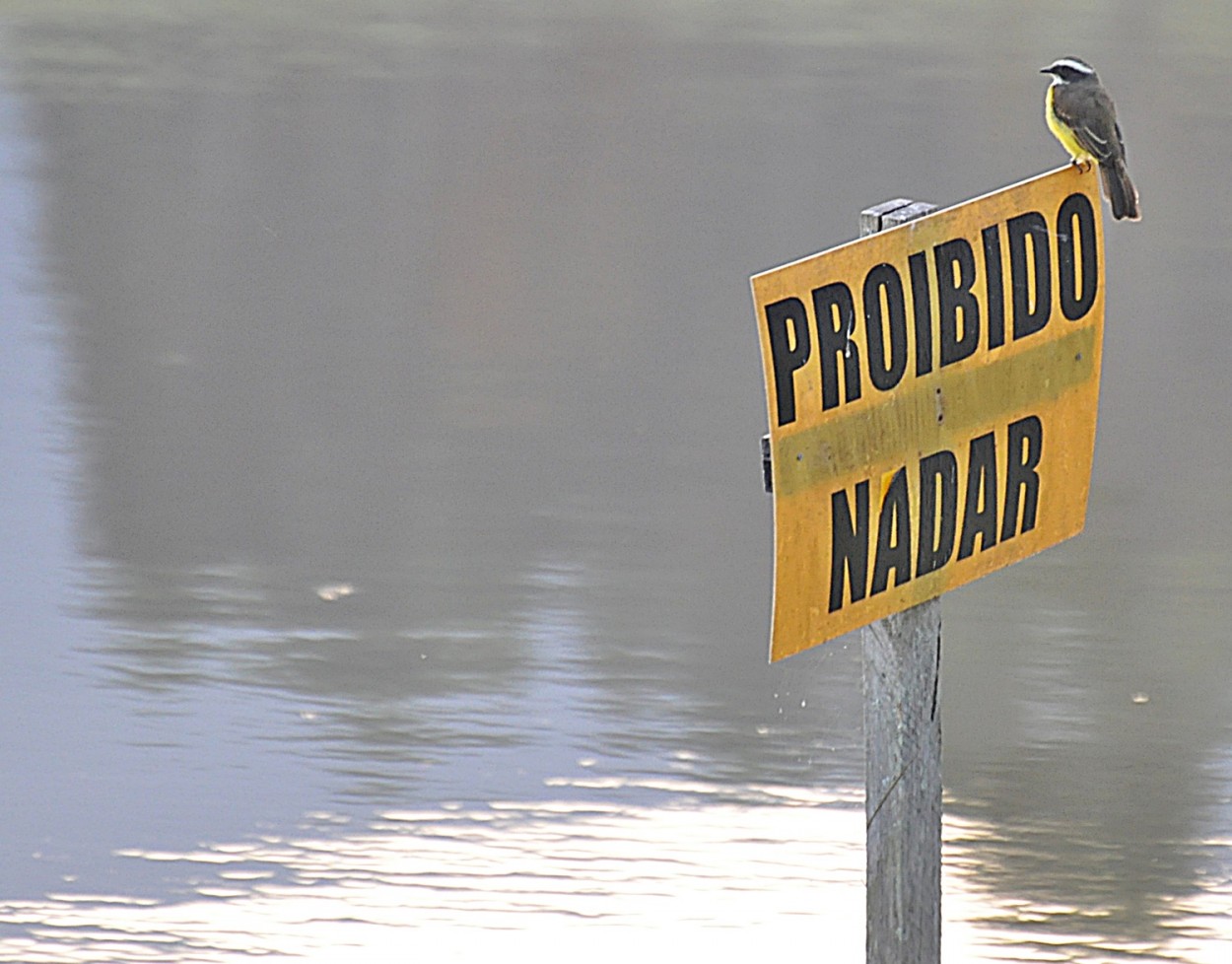 " s proibido nadar, o resto  permitido !" de Decio Badari