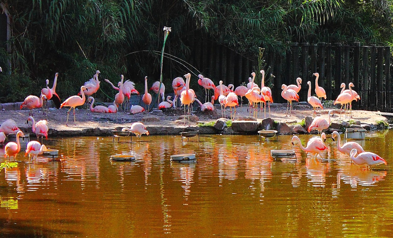 "Flamingos" de Ale Jav