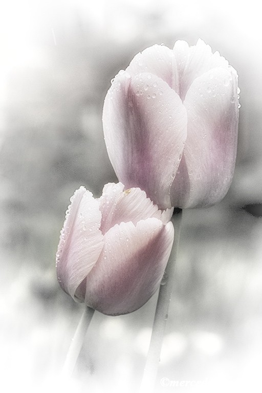 "tulipanes" de Mercedes Orden