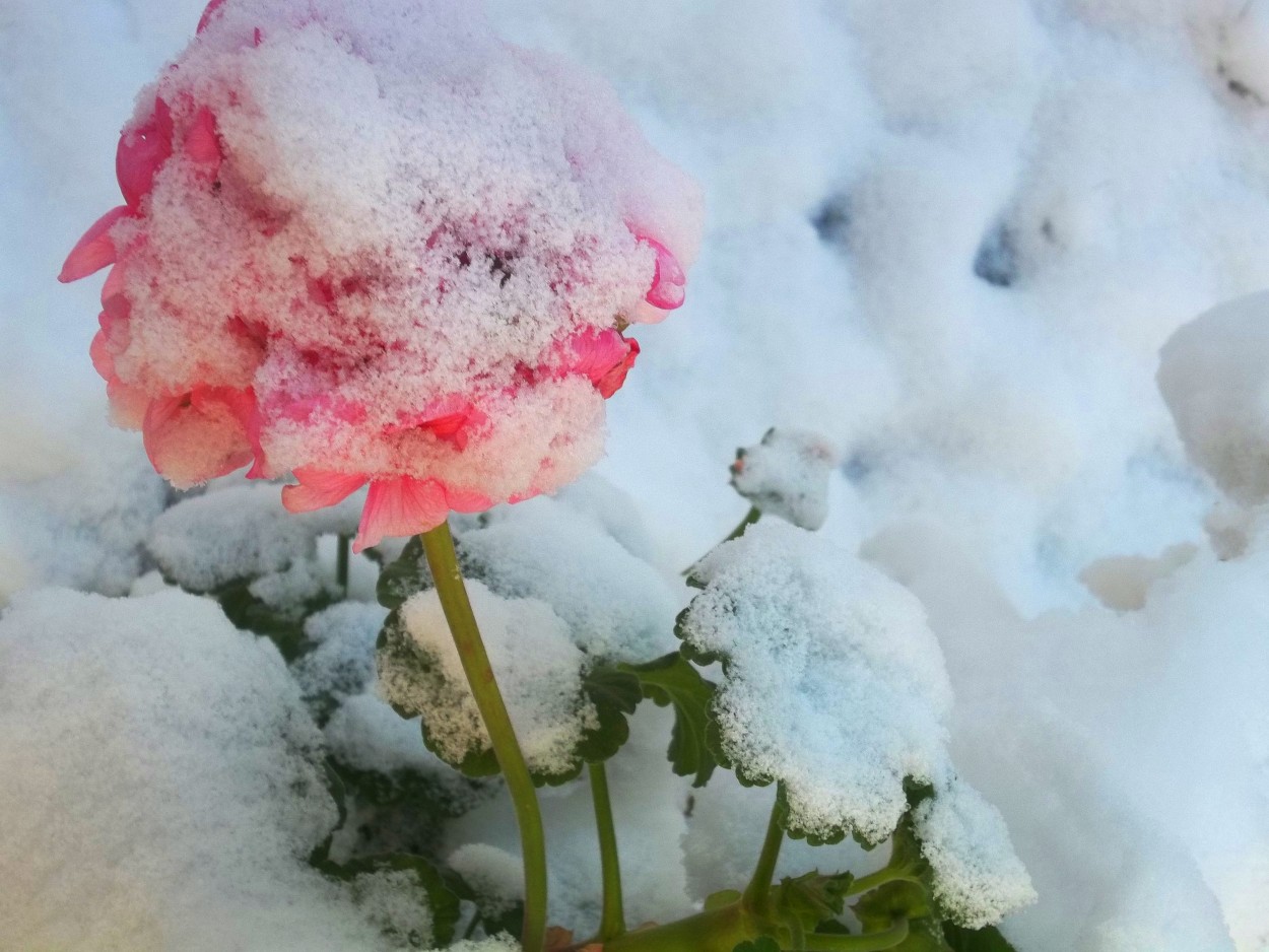 "`Protegida por la nieve`" de Iris Elizabeth Scotto