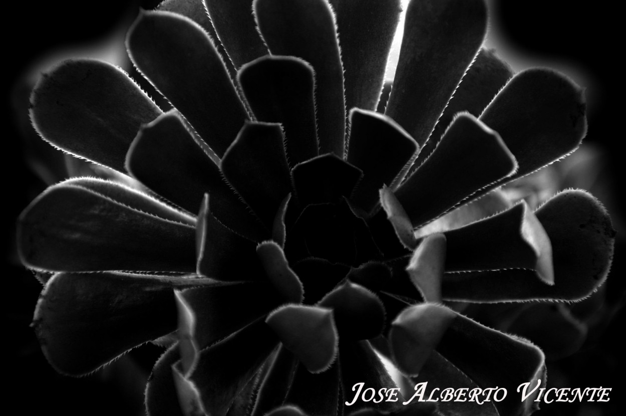 "la rosa y las luces" de Jose Alberto Vicente
