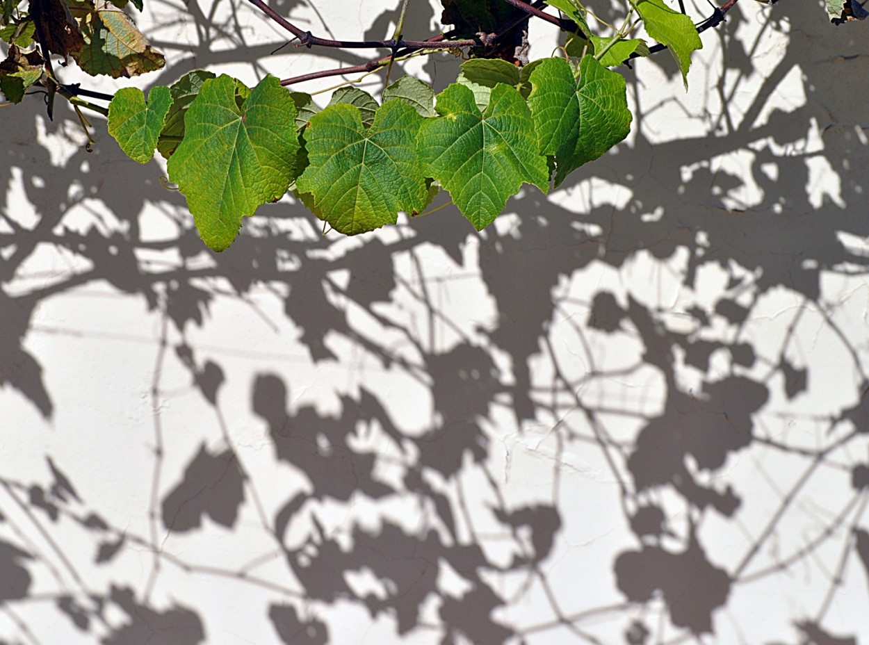 "Ainda algumas folhas, mas muitas sombras!" de Decio Badari