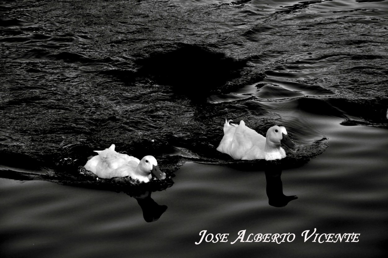 "el mismo destino. . ." de Jose Alberto Vicente