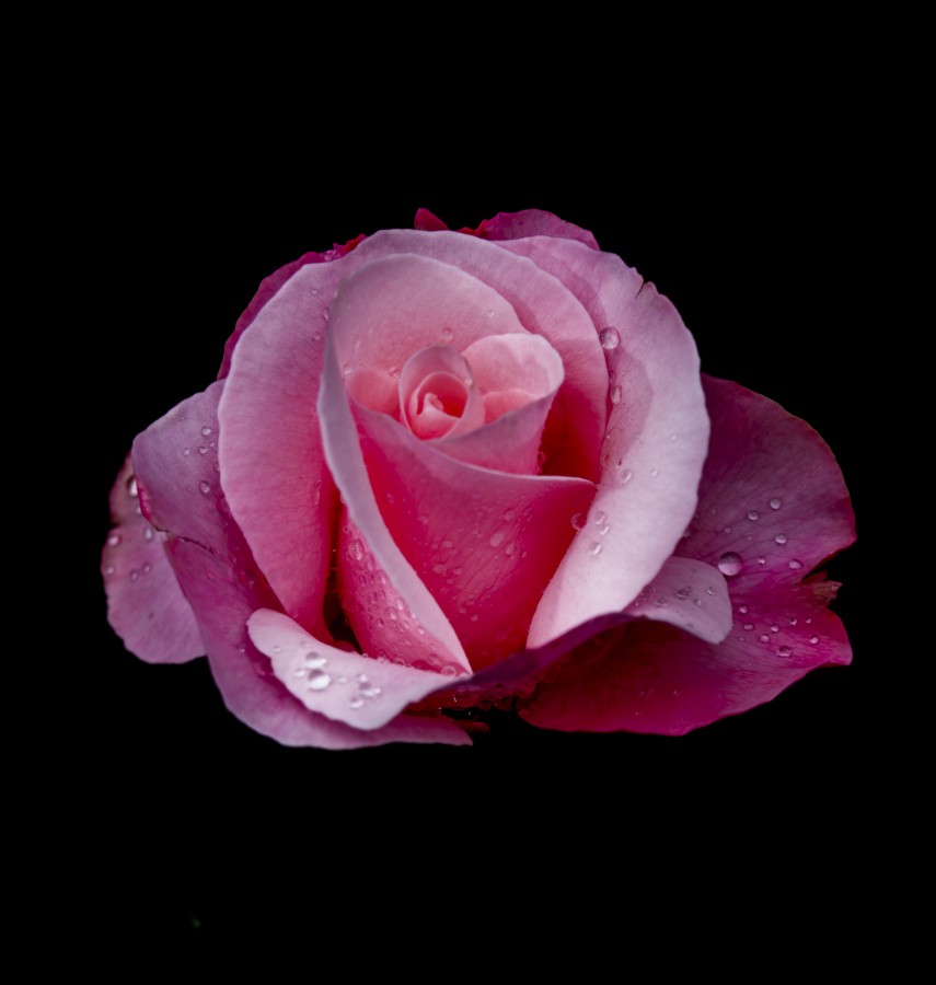 "Rosa Rosa" de Alberto Moreno