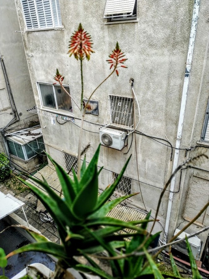 "flores en mi balcon" de Tzvi Katz