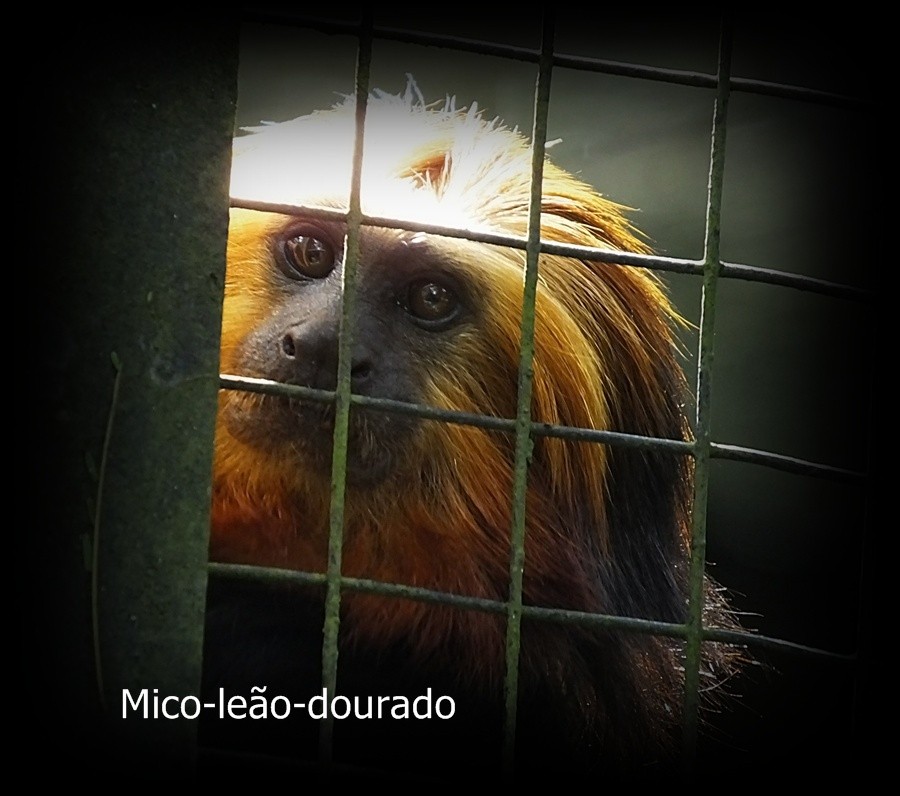 "Mico-leo-dourado um especie em extino." de Decio Badari