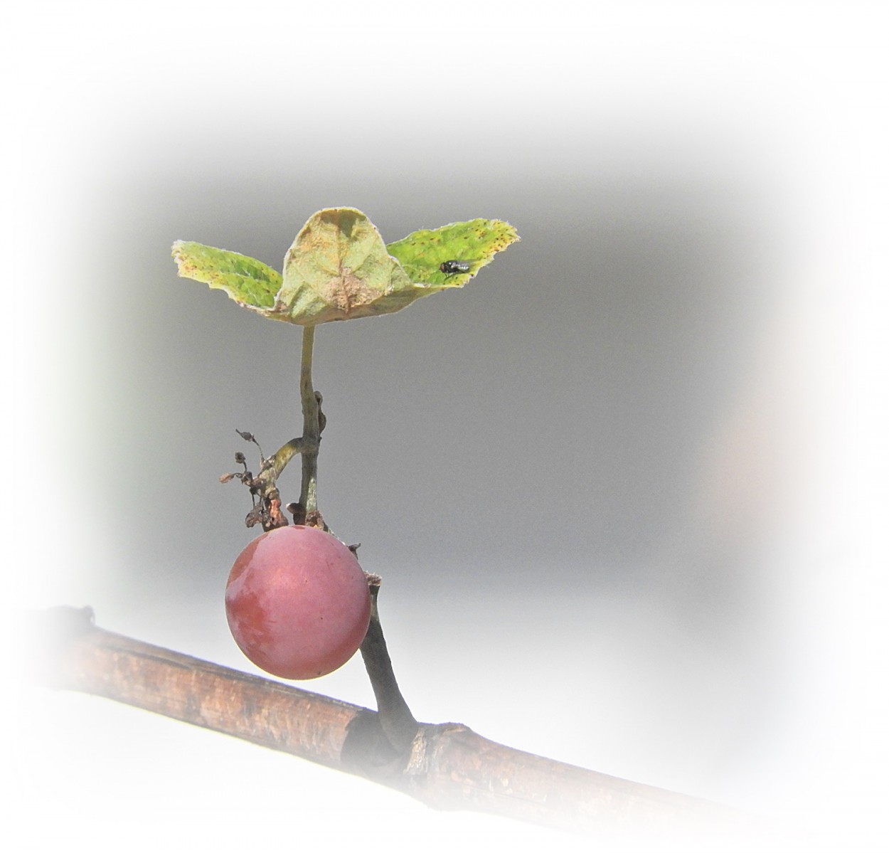 "Uma releitura, mas ontem a uva j no estava l!" de Decio Badari