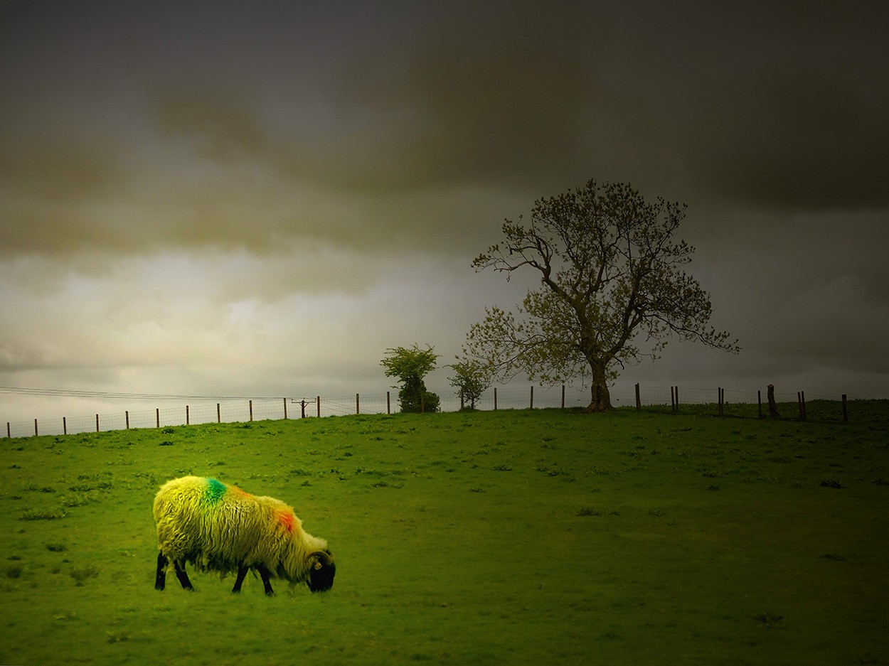 "La oveja" de Gerardo Saint Martn