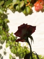`Rosa enmarcada`