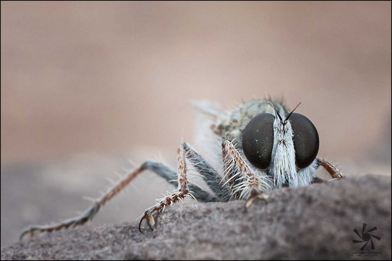 "Mosquito" de Javier Adam