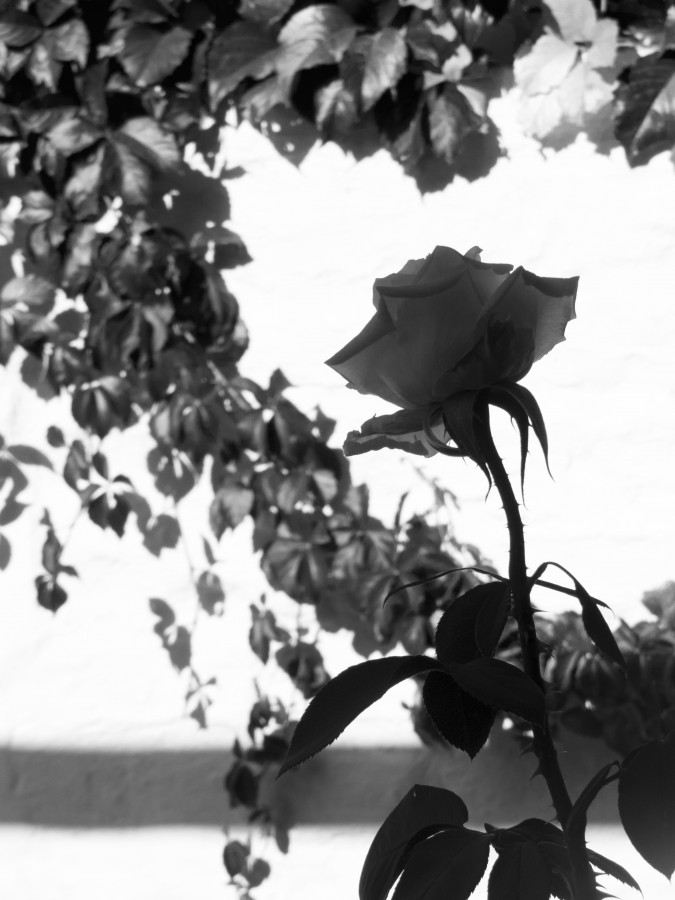 "`Simplemente una rosa`" de Iris Elizabeth Scotto