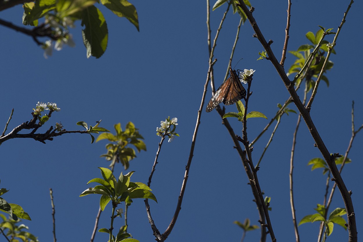 "Nectar de otoo" de Roberto Amilcar Mohamed