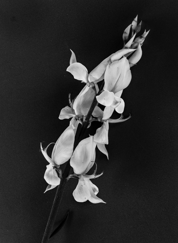 "Primavera en blanco y negro" de Carmen Roig Valverde
