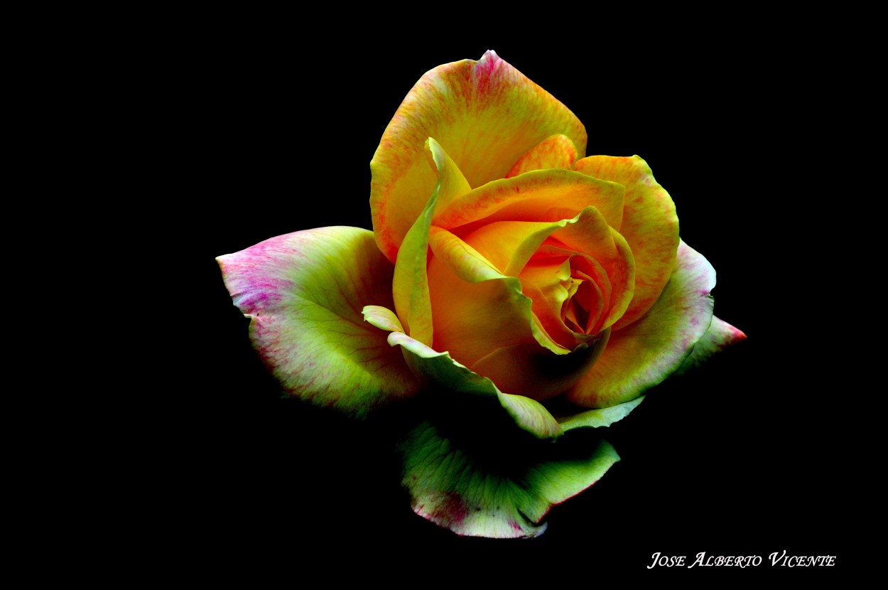 "rosas" de Jose Alberto Vicente