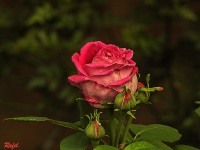 Una Rosa sempre ser una Rosa.