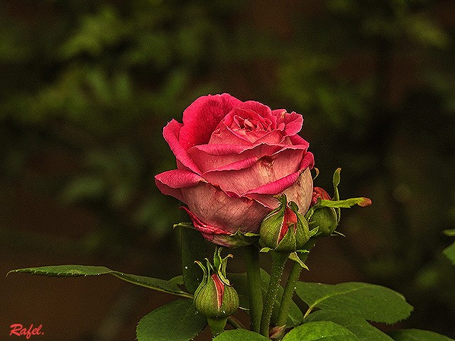 "Una Rosa sempre ser una Rosa." de Rafael Serrano Arguedas