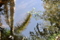 Ao fazer esta foto,lembrei de Claude Monet.