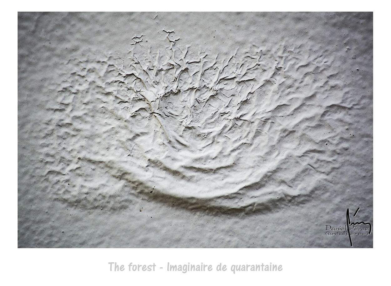 "The forest - Imaginaire de quarantaine" de Daniel Prez Kchmeister