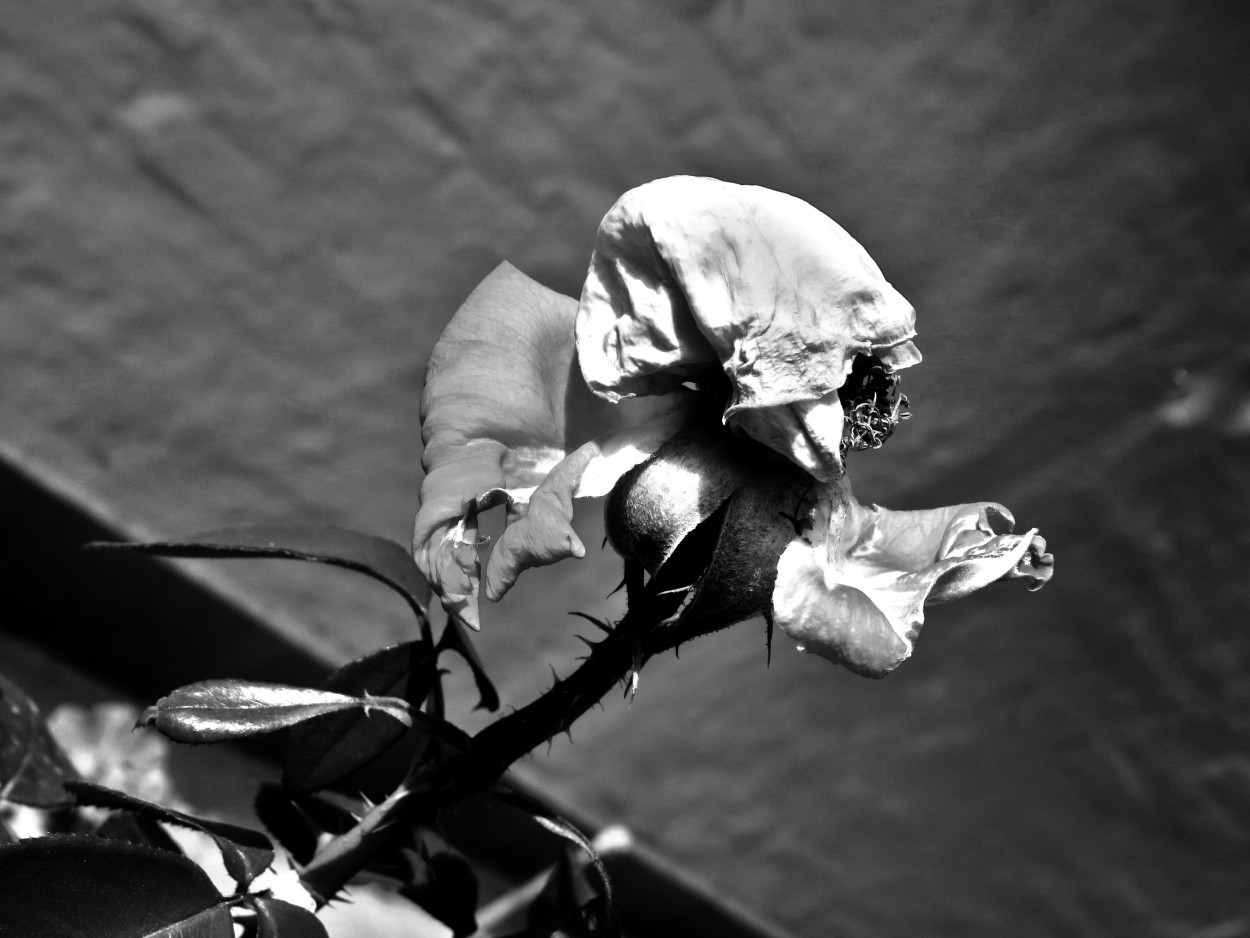 "`rase una vez una rosa`" de Iris Elizabeth Scotto