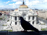 La paloma y el Palacio de las Bellas Artes