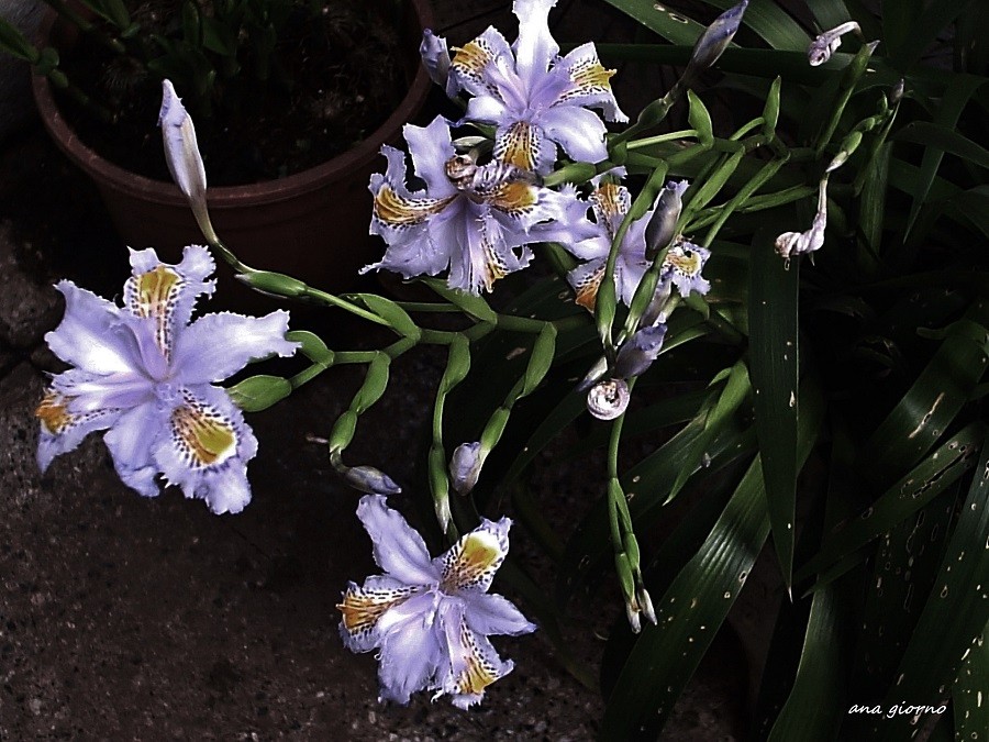"Iris japnica" de Ana Giorno