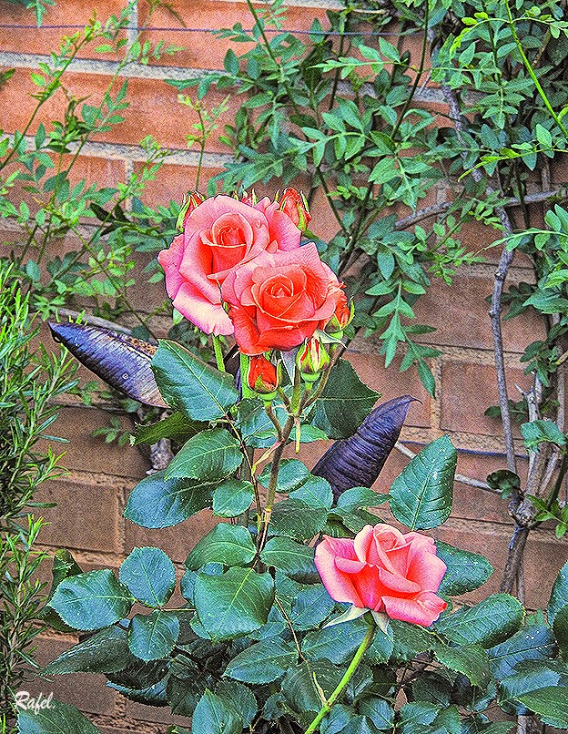 "Tres rosas y compaia." de Rafael Serrano Arguedas