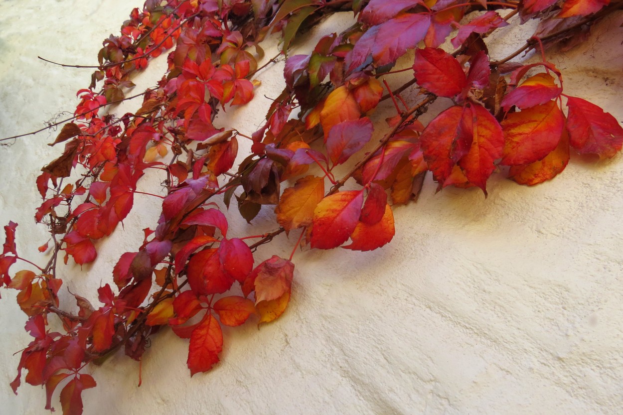 "`ltimas hojas`" de Iris Elizabeth Scotto