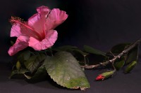 Hibiscus rosa-sinensis.